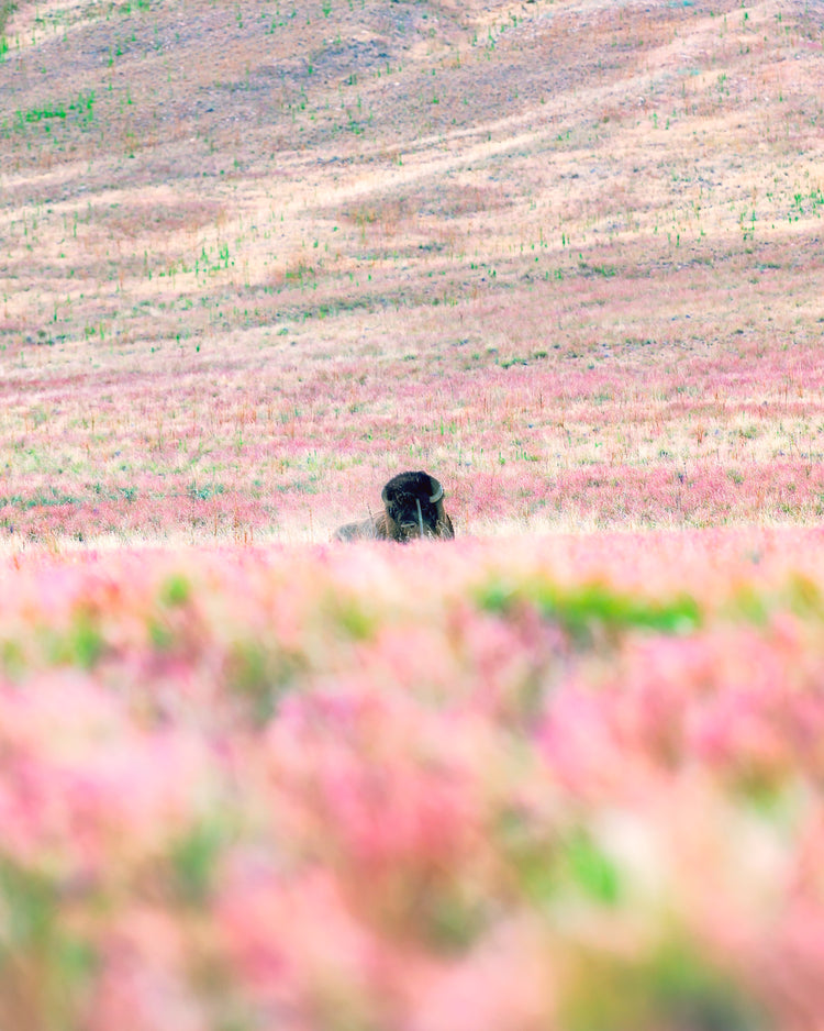 Cocuy Photography